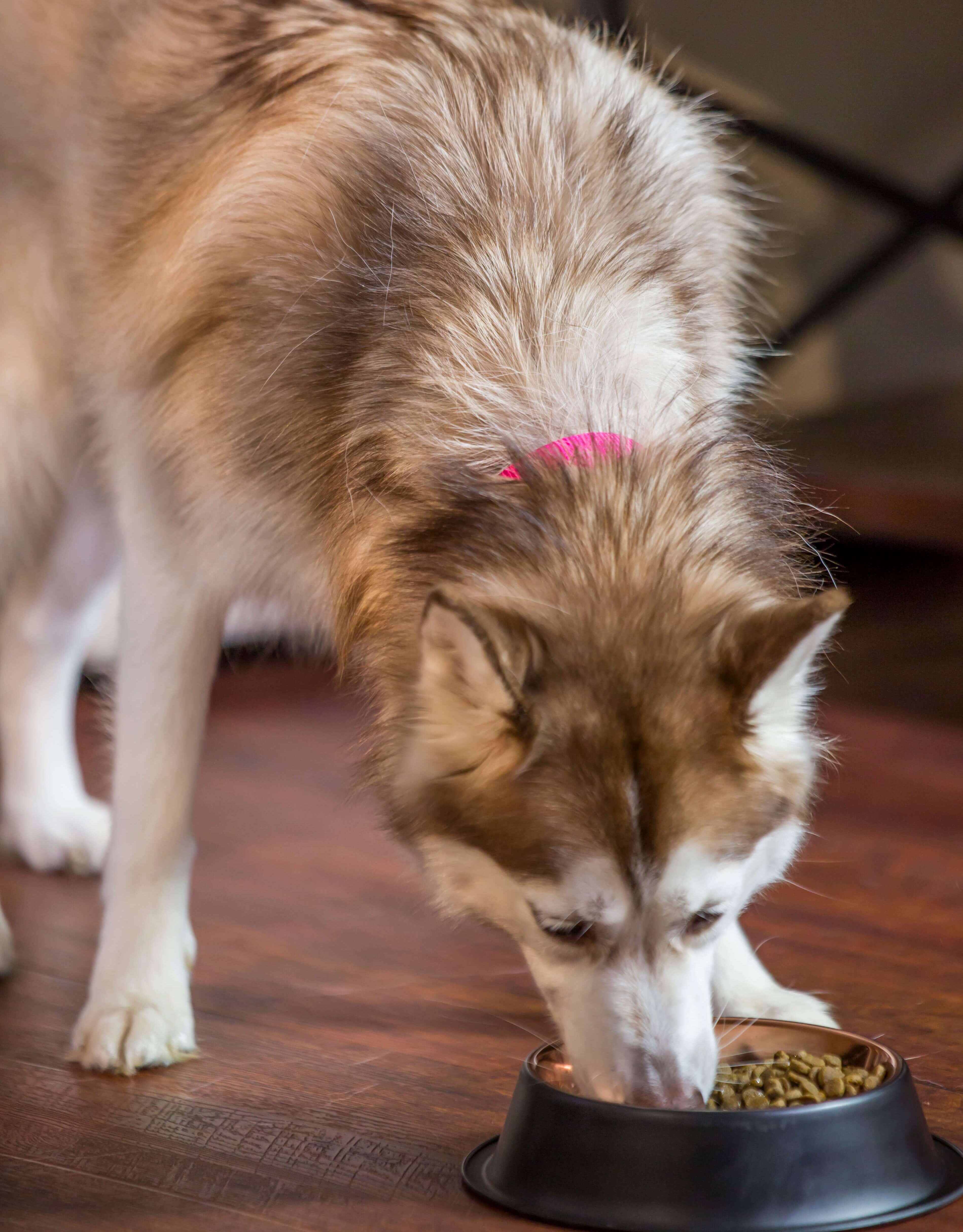 Dry dog food for clearance huskies