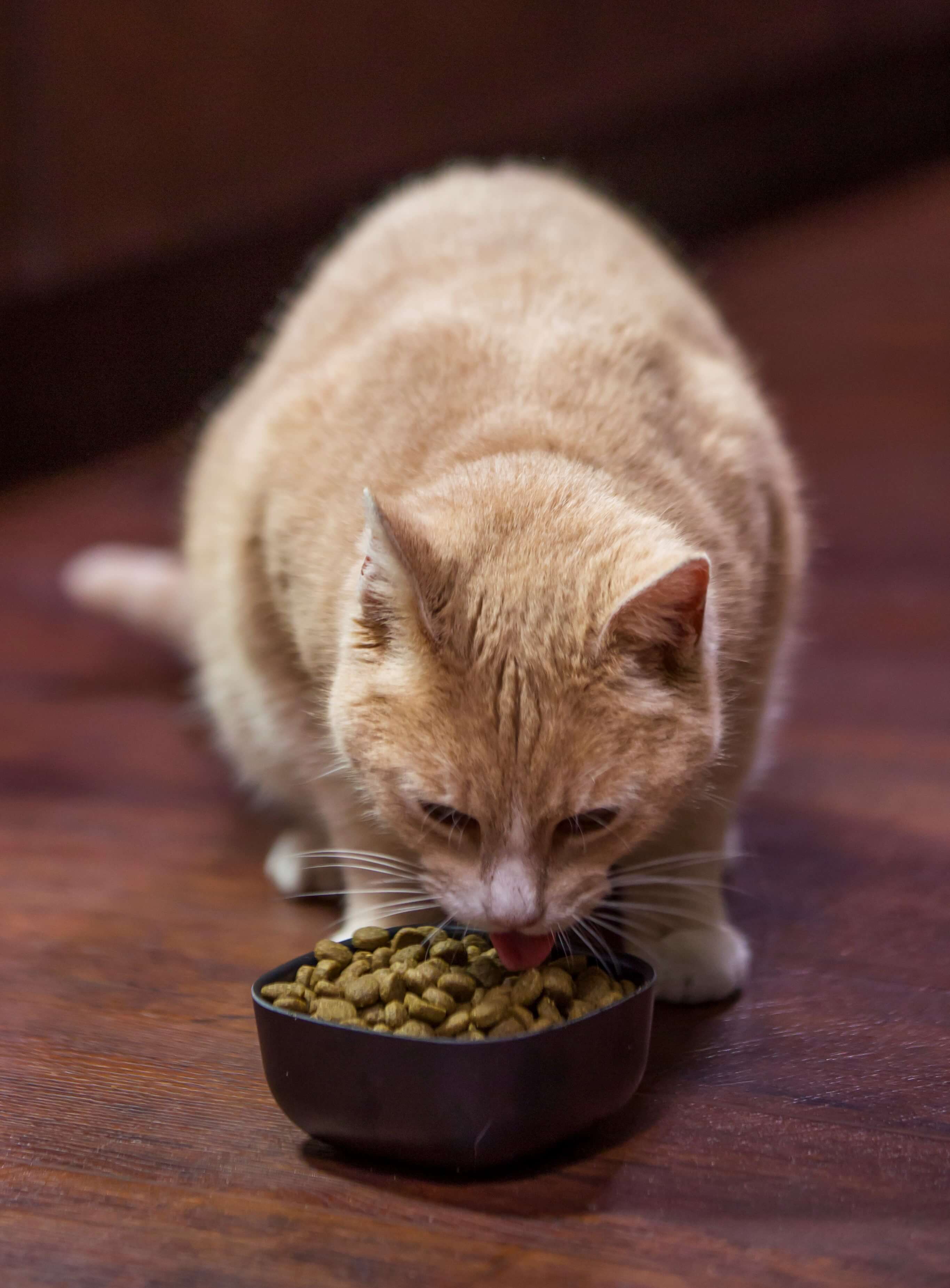 CRAVE Chicken Salmon Recipe High Protein Grain Free Indoor Dry Cat Food Crave